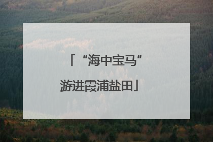 “海中宝马”游进霞浦盐田