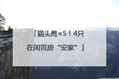 猫头鹰×5！4只在闲置房“安家”