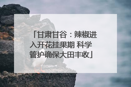 甘肃甘谷：辣椒进入开花挂果期 科学管护确保大田丰收