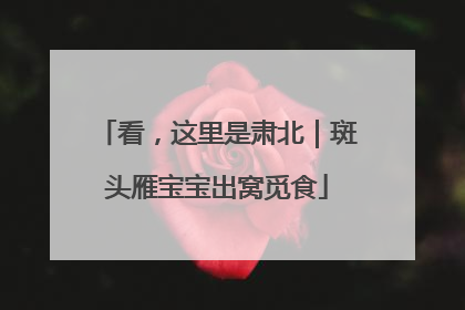 看，这里是肃北｜斑头雁宝宝出窝觅食