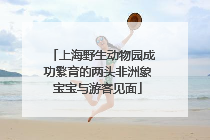 上海野生动物园成功繁育的两头非洲象宝宝与游客见面