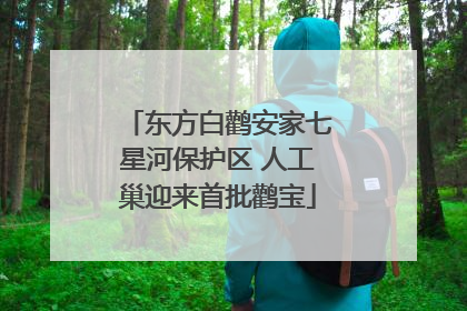 东方白鹳安家七星河保护区 人工巢迎来首批鹳宝