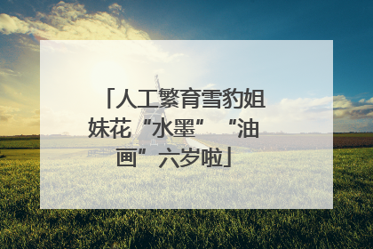 人工繁育雪豹姐妹花“水墨”“油画”六岁啦