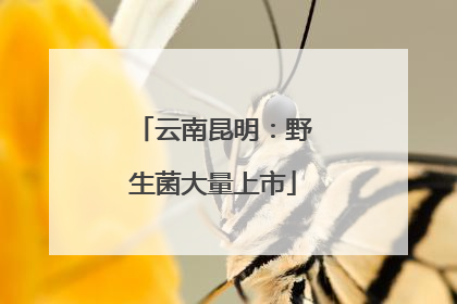 云南昆明：野生菌大量上市