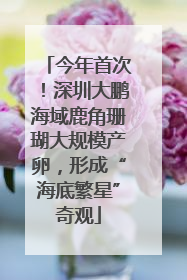 今年首次！深圳大鹏海域鹿角珊瑚大规模产卵，形成“海底繁星”奇观