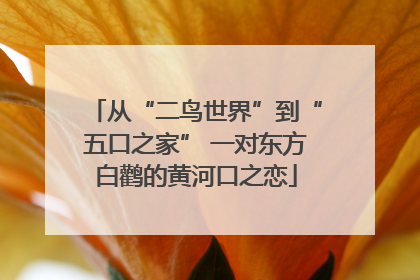 从“二鸟世界”到“五口之家” 一对东方白鹳的黄河口之恋
