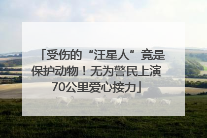受伤的“汪星人”竟是保护动物！无为警民上演70公里爱心接力