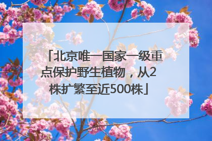 北京唯一国家一级重点保护野生植物，从2株扩繁至近500株