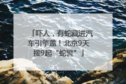 吓人，有蛇藏进汽车引擎盖！北京9天接9起“蛇警”
