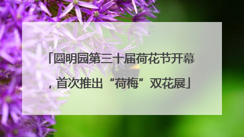 圆明园第三十届荷花节开幕，首次推出“荷梅”双花展