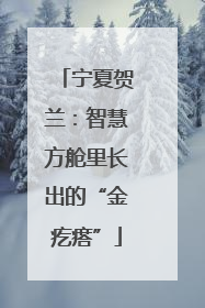 宁夏贺兰：智慧方舱里长出的“金疙瘩”