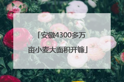 安徽4300多万亩小麦大面积开镰