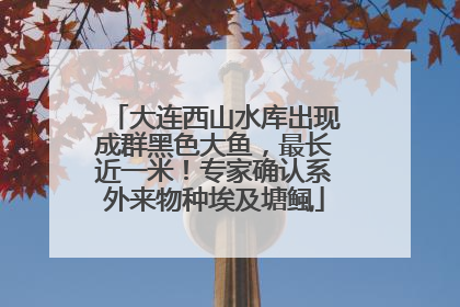 大连西山水库出现成群黑色大鱼，最长近一米！专家确认系外来物种埃及塘鲺