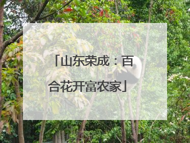 山东荣成：百合花开富农家