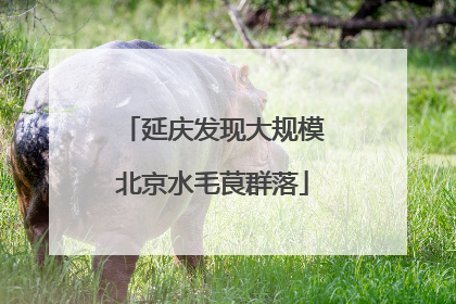 延庆发现大规模北京水毛茛群落