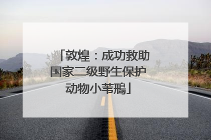 敦煌：成功救助国家二级野生保护动物小苇鳽