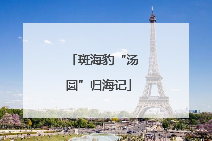 斑海豹“汤圆”归海记