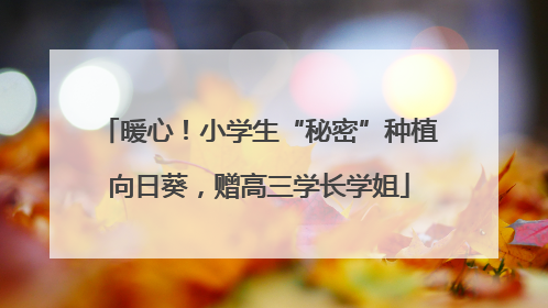 暖心！小学生“秘密”种植向日葵，赠高三学长学姐