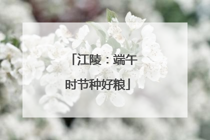 江陵：端午时节种好粮