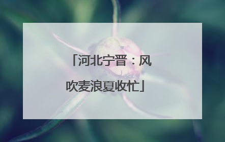 河北宁晋：风吹麦浪夏收忙