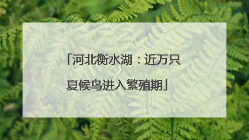 河北衡水湖：近万只夏候鸟进入繁殖期