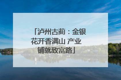 泸州古蔺：金银花开香满山 产业铺就致富路
