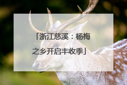 浙江慈溪：杨梅之乡开启丰收季