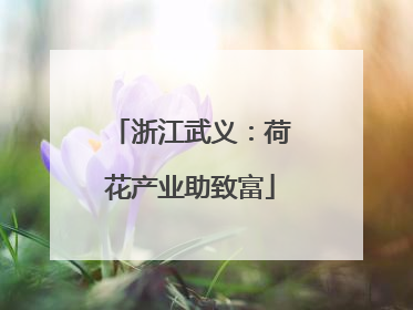 浙江武义：荷花产业助致富