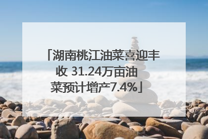 湖南桃江油菜喜迎丰收 31.24万亩油菜预计增产7.4%