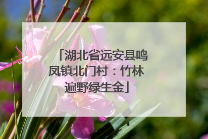 湖北省远安县鸣凤镇北门村：竹林遍野绿生金