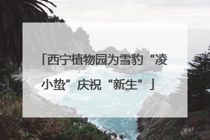 西宁植物园为雪豹“凌小蛰”庆祝“新生”
