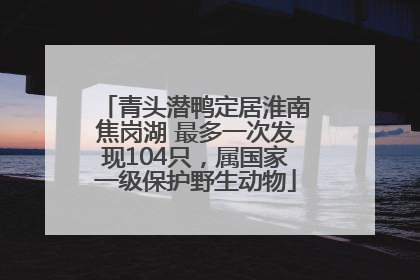 青头潜鸭定居淮南焦岗湖 最多一次发现104只，属国家一级保护野生动物